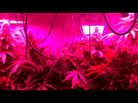 2 week progress and intro to Screen of Green