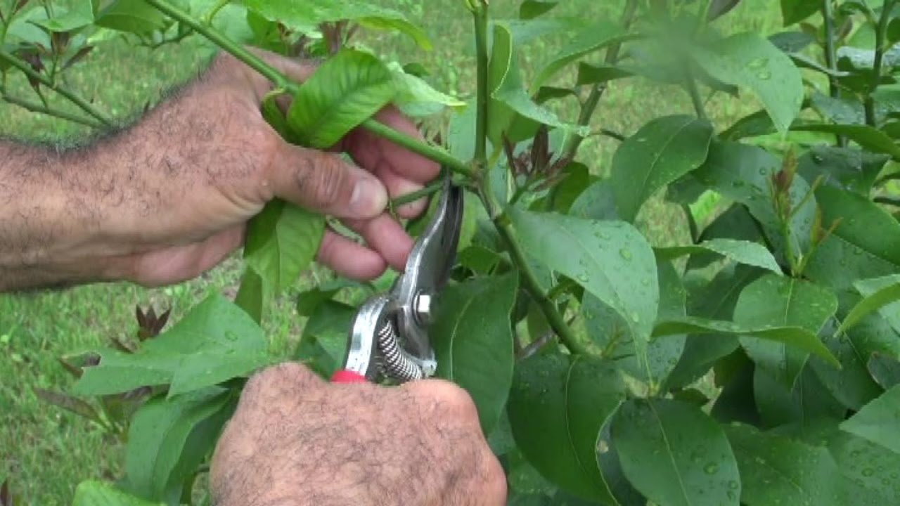 Pruning A Persian Lime in a Container