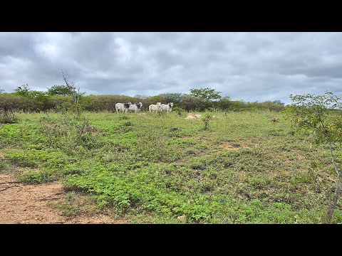 Sítio em Monteiro PB, medindo 38 hectares, Valor R$ 299.000,00
