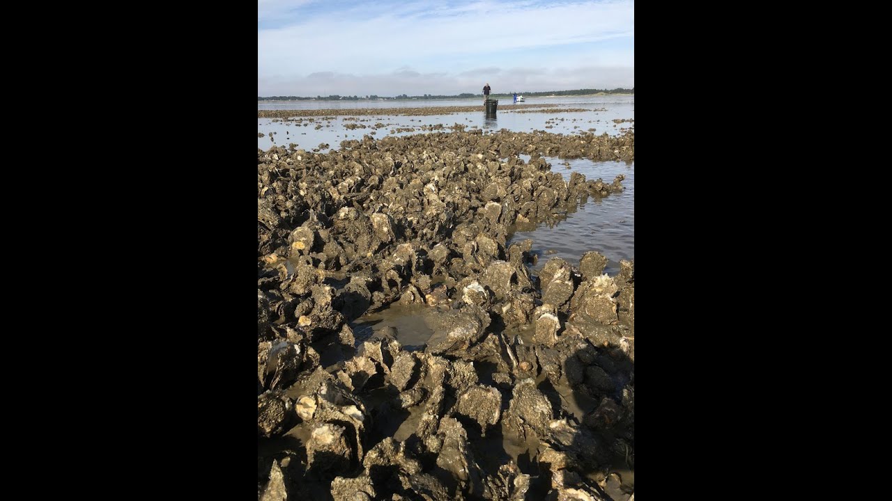 Stilllehavsøsters i Skandinavien