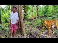 Tiger Attack Man In Forest Fun Made Movie By Wildlife NorthEast Moment