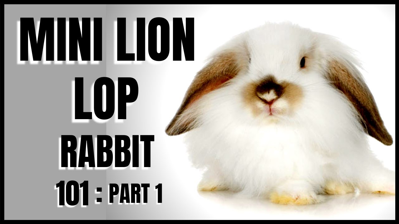 Mini Lion Lop Rabbit 101: Part 1