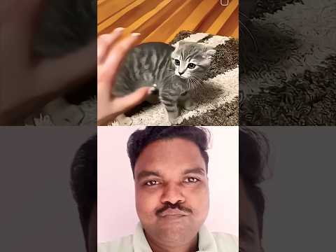 #funny #cat #trending #viral #ytshorts #shorts #bkffofficial1 #comedy
