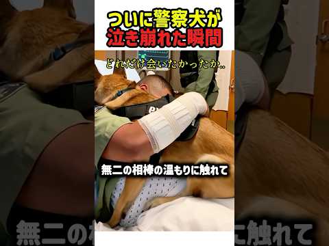 【感動】銃で撃たれた相棒の警察官…お見舞いに来た警察犬の感動の再会　#いぬ #犬 #ワンコ #犬動画 #犬のいる暮らし #警察犬 #警察官 #絆 #感動動画 #shorts