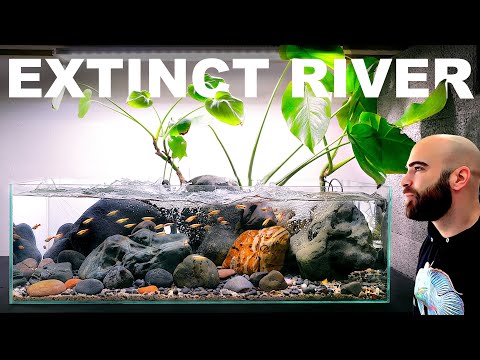 Building An Extinct Fish A Natural Habitat Aquarium