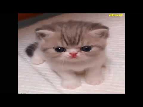 मनी कशी गोजिरवाणी