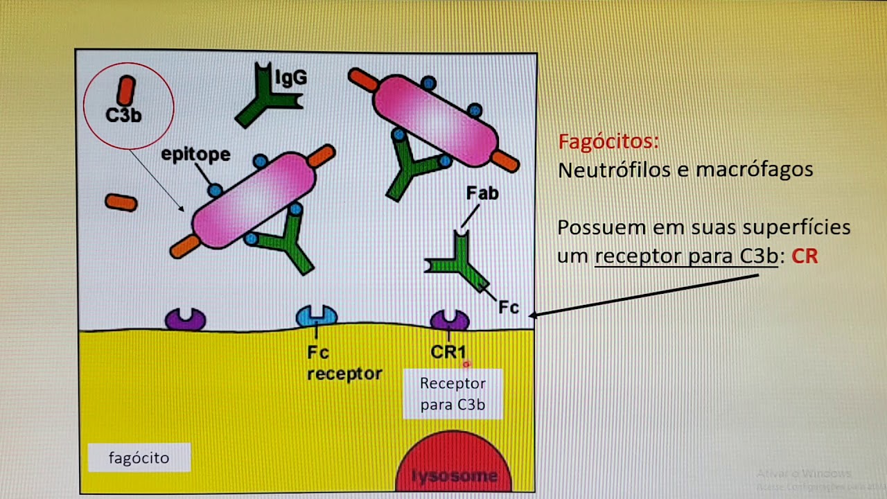 IMUNOLOGIA- Resposta imune contra bactérias