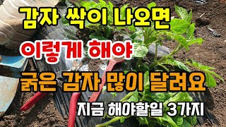 감자싹이 나오면 이렇게 해야 굵은 감자가 많이 달립니다 감자순치기 북주기 해충방제 감자키우기