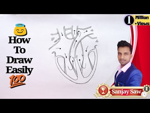 How to Draw Human Heart diagram step by step for beginners ! Video