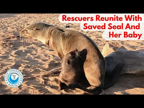Rescuers Reunite With Saved Seal And Her Baby