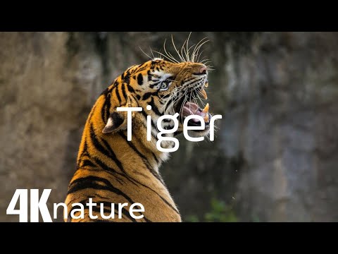 Amazing Big Cats From The World 4K HDR 60FPS UHD