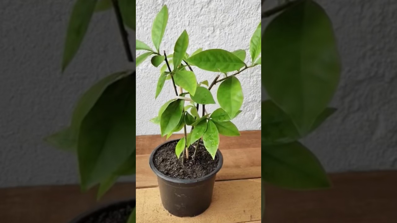 ORA-PRO-NÓBIS: a planta que ajuda a emagrecer e melhora a massa muscular!