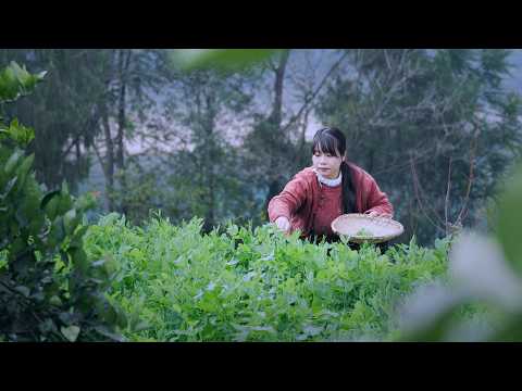 【二米炊烟】Ginger 今年冬天的溫暖，是200多天前種下的神奇食材