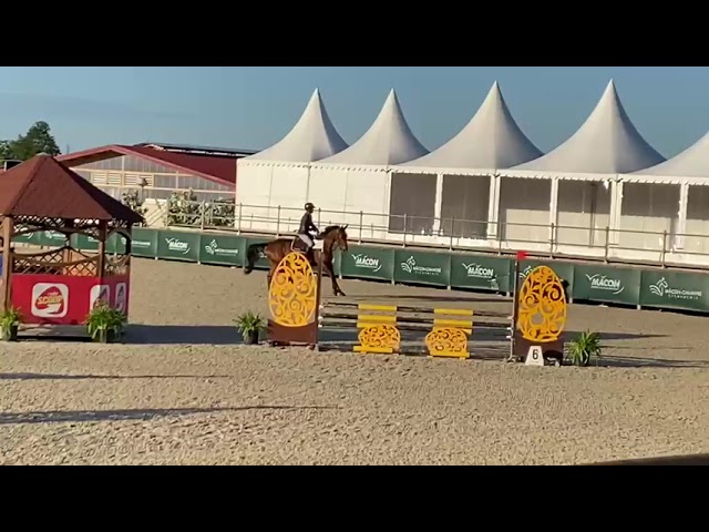 Cheval hongre demi-sang 5 ans