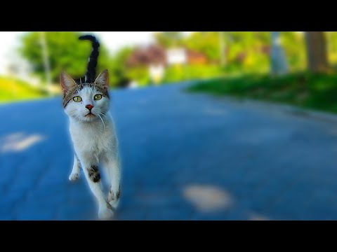 Poor Hungry Cat is Chasing Me And Wants Me To Feed He 🐈 ( hungry kitten wants food ) lucky paws
