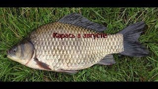 Ссылка