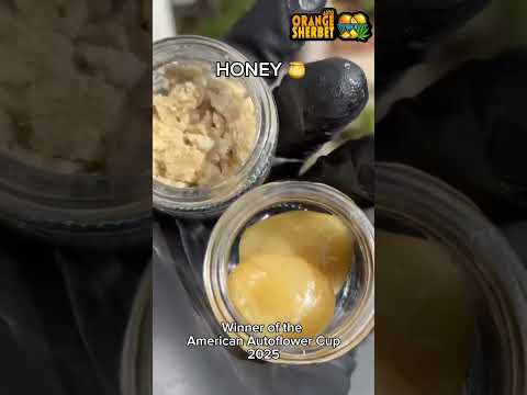 Orange Sherbet Auto Winner of The American Autoflower Cup 2025 | Fast Buds