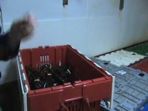 download lagu mp3 mp4 What Is Cull Lobster, download lagu What Is Cull Lobster gratis, unduh video klip What Is Cull Lobster