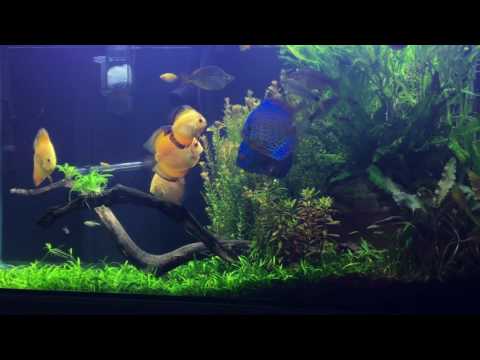 Planted Discus Aquarium Tank