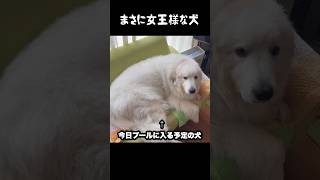 プールで女王様になっちゃった愛犬 #グレートピレニーズ #大型犬 #愛犬 #かわいい犬 #greatpyrenees