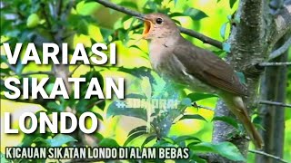 Download lagu Kicauan Sikatan Londo Di Alam Bebas #Gacor #Full #Isian #Nightingale #Forest #Song #Murai #Masteran mp3 Download lagu Kicauan Sikatan Londo Di Alam Bebas #Gacor #Full #Isian #Nightingale #Forest #Song #Murai #Masteran mp3