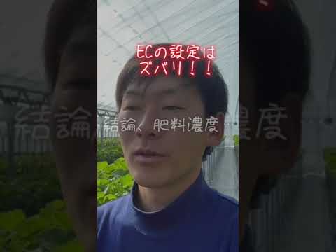 イチゴの肥料はいつ、どのように与えるのですか？一番良い肥料は何でしょうか？  庭園