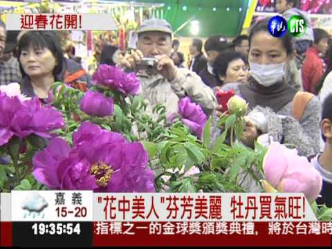 頂級牡丹花盛開!應景買花好選擇