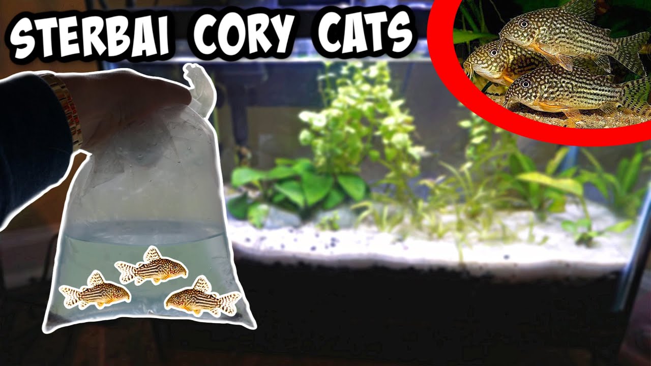 YouTube video preview