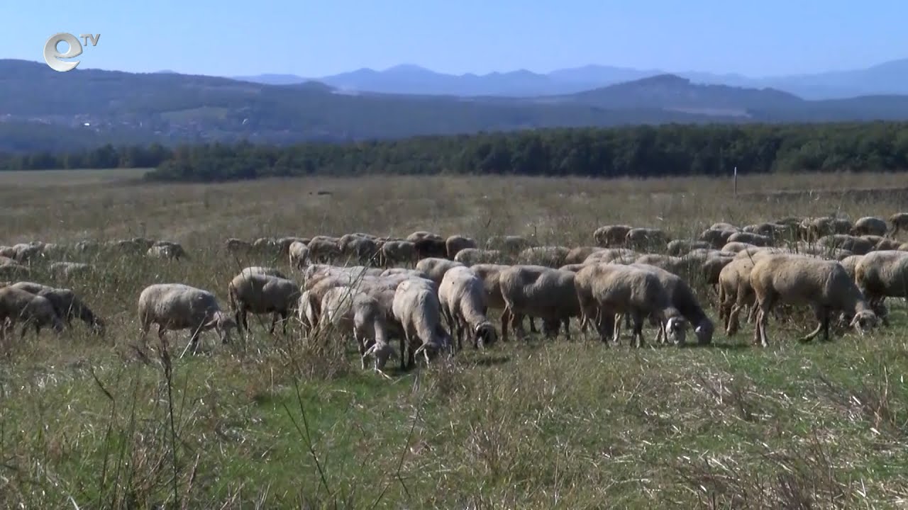 Умъртвяват болни от шарка овце и кози в Узунджово