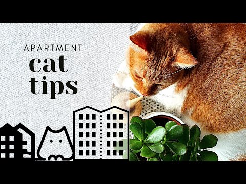 6 APARTMENT CAT TIPS | HOW TO ORGANIZE THE CAT'S SPACE | #cat