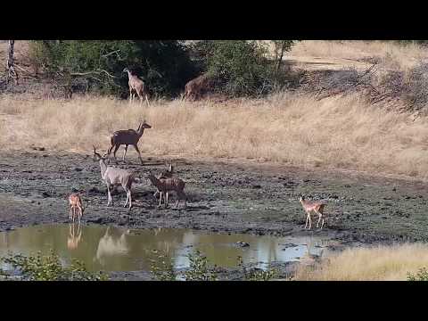 Djuma: Kudus and Impalas at dam - 12:50 - 06/06/19