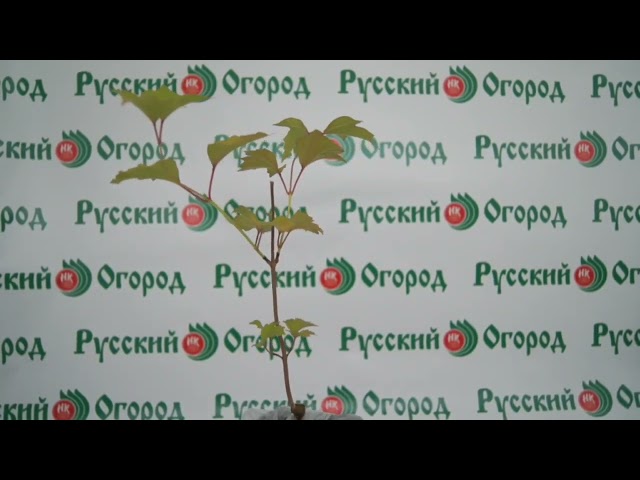 Стандарт поставки видео №1 Калина Таёжные рубины