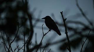 Download lagu Mockingbird - Eminem (slowed   reverb) // i'ma give you the world 🕊️ mp3