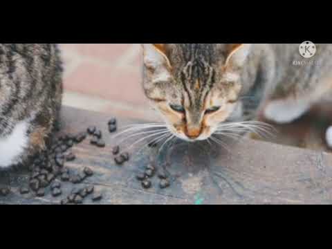 See how beautifully the cat eats food🌮🍕🍟🧀🥞
