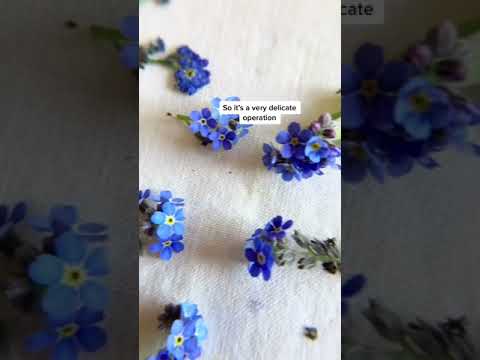 Pressing Tiny Flowers tiktok affinityfloralarts