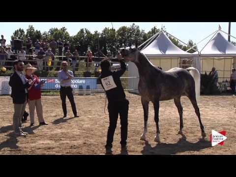N.62 NATISSE REGALIS - Bergamo 2015 - Mares 4-7 years old (Class 7)