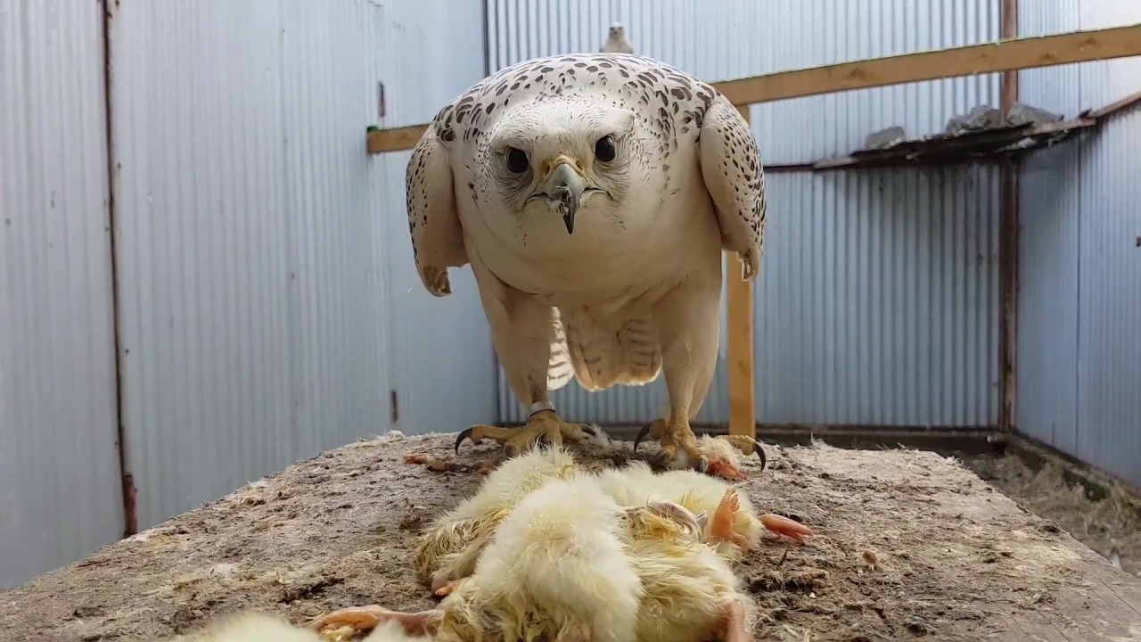 В гостях у родителей филина Ёлки. Питомник хищных птиц, собак и лошадей