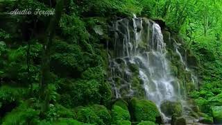 Download lagu 2 jam terapi burung stres atau macet bunyi dengan suara hutan asli dan suara burung di alam liar mp3 Download lagu 2 jam terapi burung stres atau macet bunyi dengan suara hutan asli dan suara burung di alam liar mp3