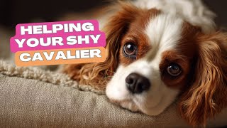 Helping a Shy Cavalier Build Confidence