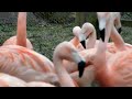 Chilean Flamingo