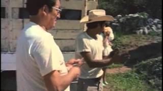 Cuando la Niebla Levante