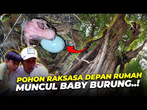 Akhirnya ada anak burung MENETAS DI LUAR AVIARY...!!
