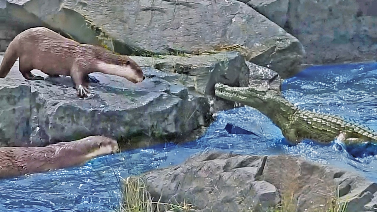 Crocodile Fights Otters for Fishing Spot After They Bite it's Tail