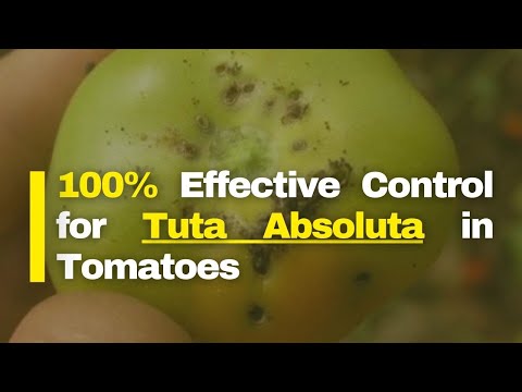Wie man Tuta Absoluta in Tomaten bekämpft | Wirksame Chemikalien | Tomatenanbau in Kenia