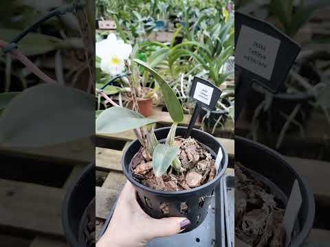 ZAP 11940050033 pedido de Judith de Goiás @Mais Orquídeas #plantas #flores #orquideas