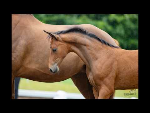 Nr. 09 Stute von Franco Nero-Veneno-Fürst Fugger