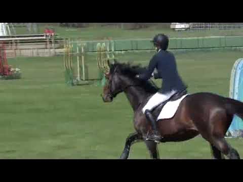 Camil (2005 Holsteiner Stallion Catoki x Orleandro)