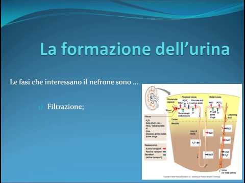 Trattamento clistere di impotenza Potente agente patogeno alcol femminile