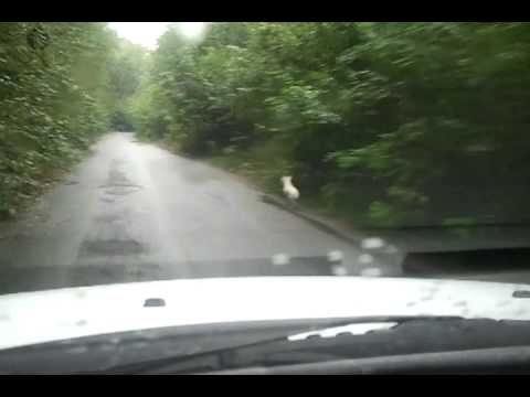 Jack Russell Terrier - Thor the fury