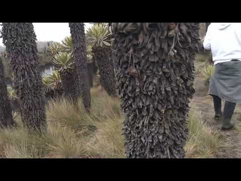 Recuerdos de Murillo Tolima